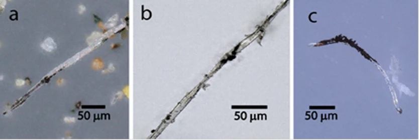Three photomicrographs of fibers from snow, road material, and a shredded tire, with original 50 micrometer scale bars
