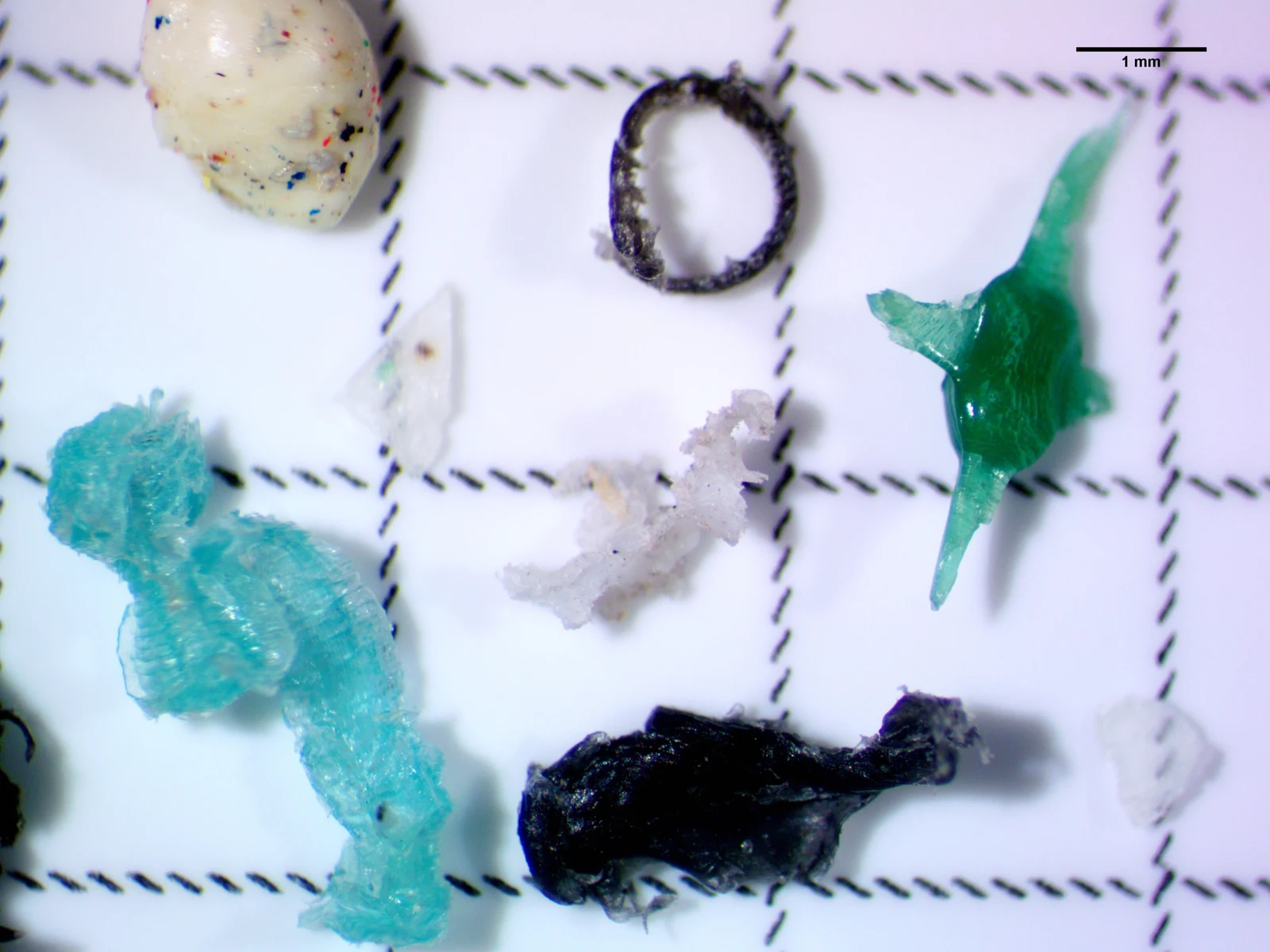 Microscope photograph of colored microplastic fragments on a grid, with the original 1 mm scale bar
